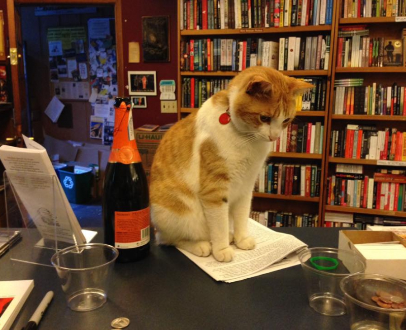 Sherman the bookstore cat
